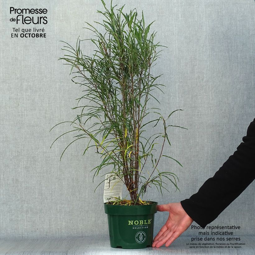 Esemplare di Rhamnus frangula Fine Line 'Ron Williams' - Frangola Vaso da 3L/4L come consegnato in autunno