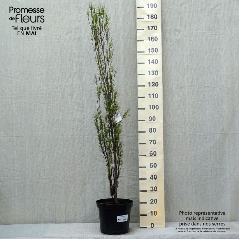 Rhamnus frangula Fine Line 'Ron Williams' - Frangola Vaso da 12L/15L esemplare consegnato in primavera