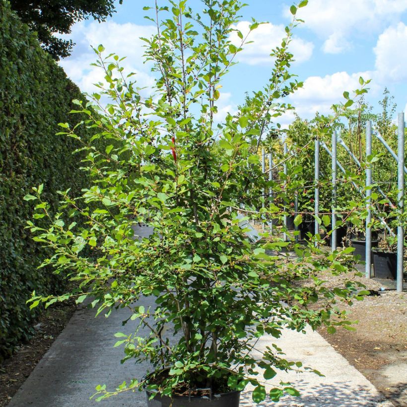 Rhamnus frangula - Frangola Vaso da 70L/75L esemplare consegnato in primavera
