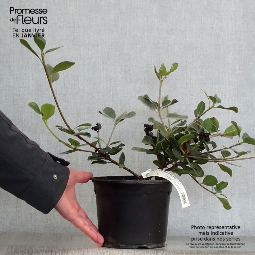 Rhaphiolepis umbellata Ovata Vaso da 2L/3L esemplare consegnato in inverno