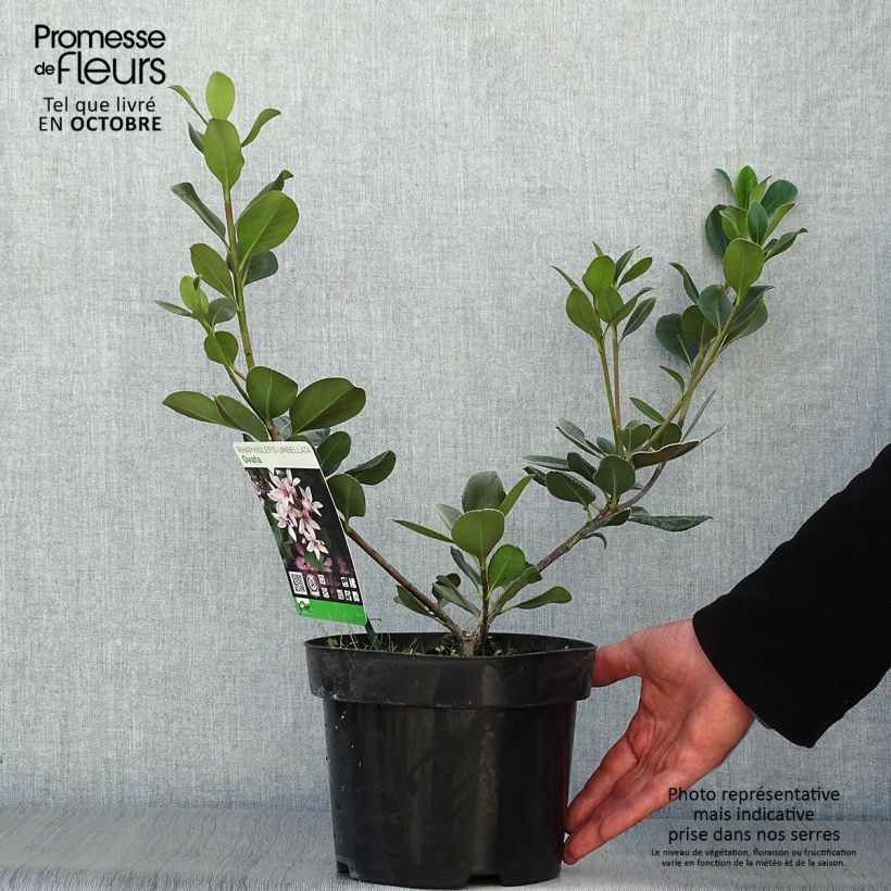 Esemplare di Rhaphiolepis umbellata Ovata Vaso da 2L/3L come consegnato in autunno
