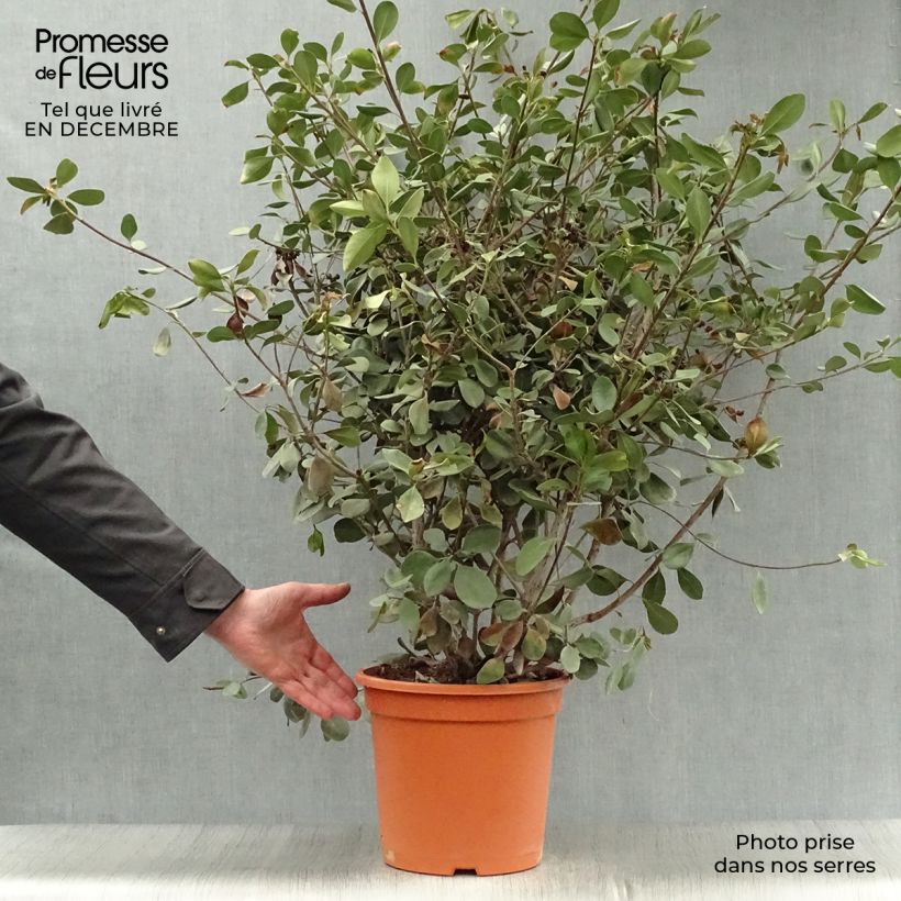 Rhaphiolepis umbellata Ovata Vaso da 7,5L/10L esemplare consegnato in inverno