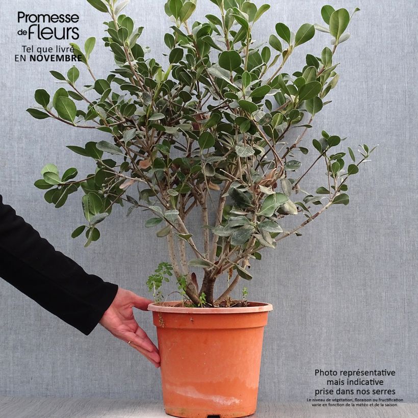 Esemplare di Rhaphiolepis umbellata Ovata Vaso da 7,5L/10L come consegnato in autunno