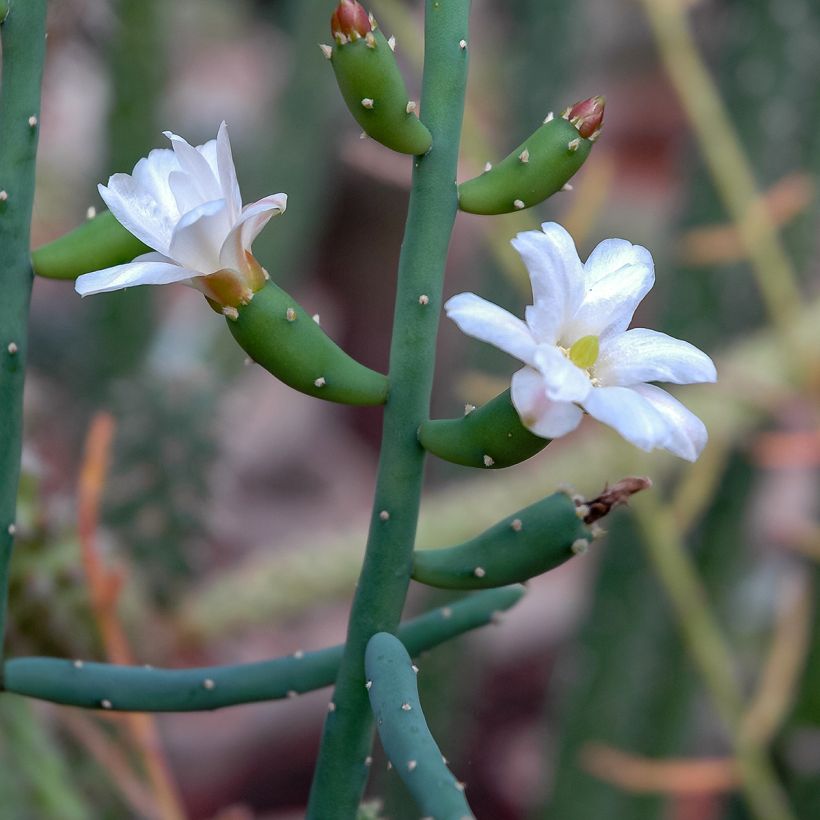 Rhipsalis baccifera - Cactus (Fioritura)