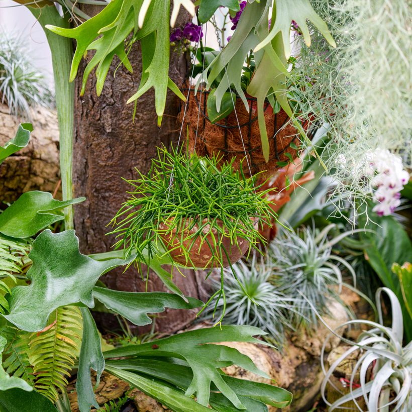 Rhipsalis baccifera - Cactus (Porto)