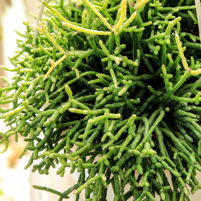 Rhipsalis cereuscula - Cactus (Fogliame)
