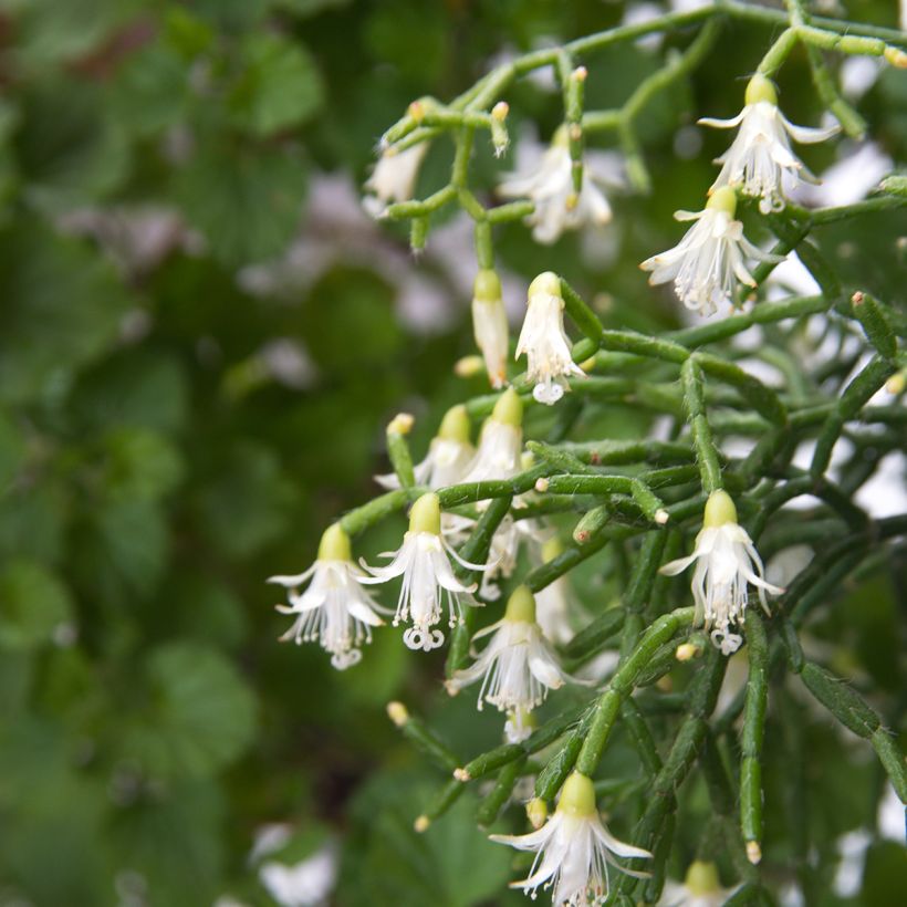 Rhipsalis cereuscula - Cactus (Fioritura)
