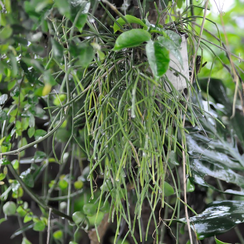 Rhipsalis cereuscula - Cactus (Porto)