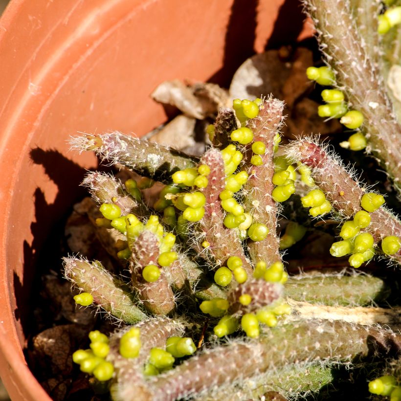 Rhipsalis baccifera subsp. horrida (Fogliame)
