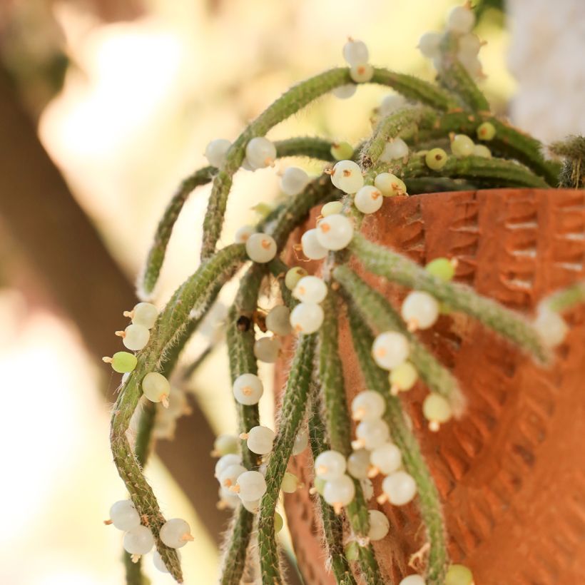 Rhipsalis baccifera subsp. horrida (Raccolta)
