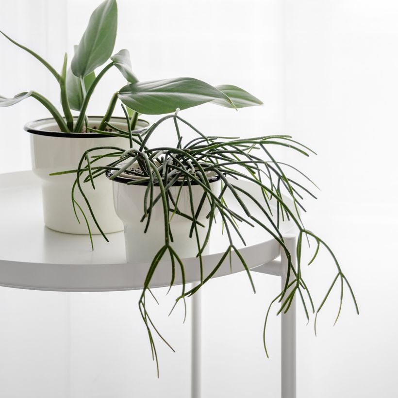 Rhipsalis cassutha - Cactus (Porto)
