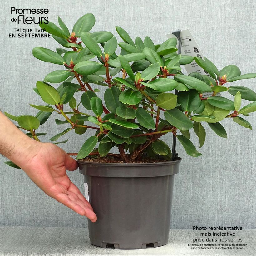 Esemplare di Rhododendron williamsianum Gartendirektor Rieger Vaso da 4L/5L come consegnato in autunno