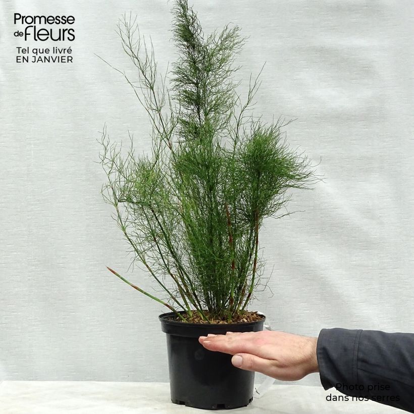 Rhodocoma capensis Vaso da 2L/3L esemplare consegnato in inverno