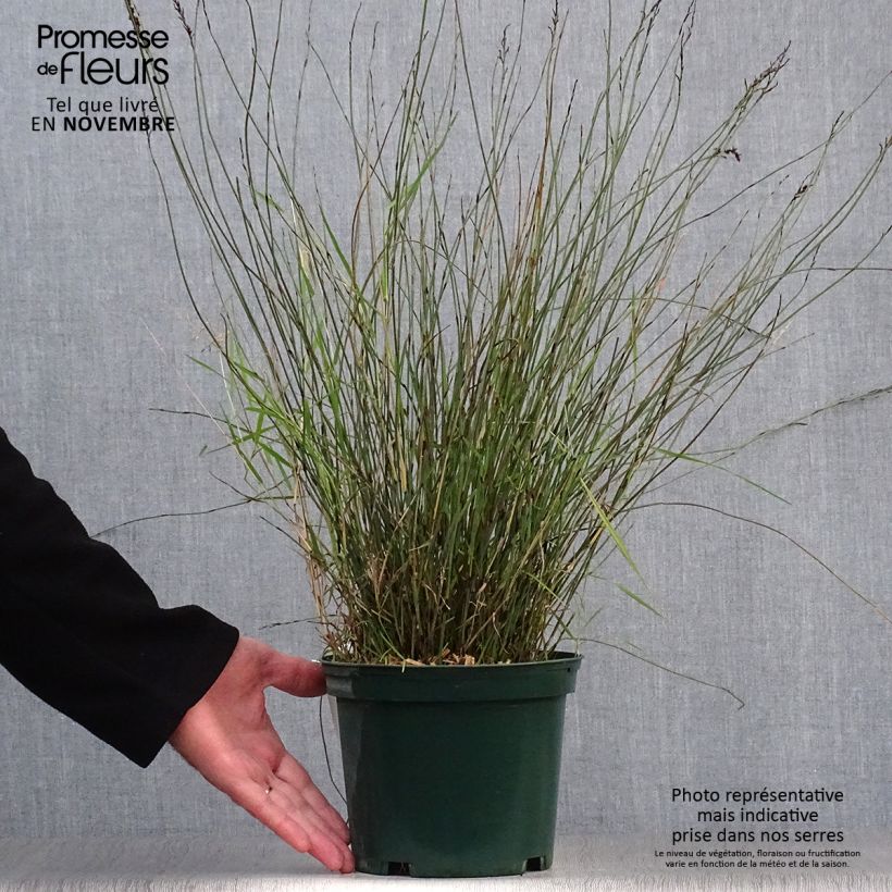 Esemplare di Rhodocoma capensis Vaso da 2L/3L come consegnato in autunno