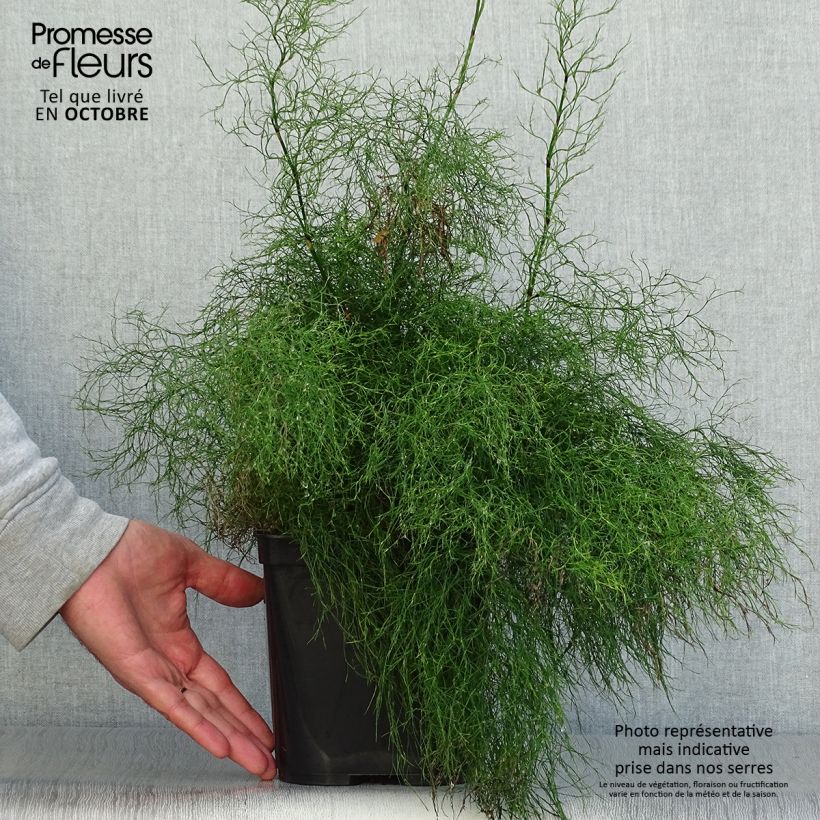 Esemplare di Rhodocoma gigantea Vaso da 2L/3L come consegnato in autunno