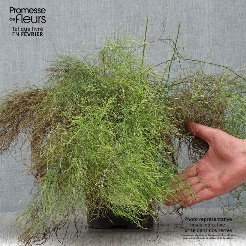 Rhodocoma gigantea Vaso da 2L/3L esemplare consegnato in inverno