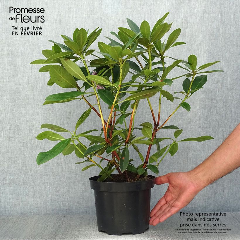 Esemplare di Rhododendron Albert Schweitzer Vaso da 4L/5L come consegnato in autunno