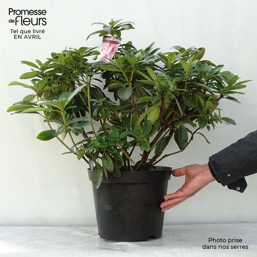 Rhododendron Albert Schweitzer Vaso da 7,5L/10L esemplare consegnato in primavera