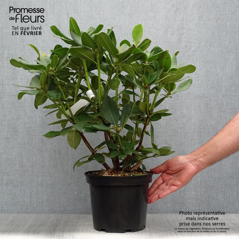 Esemplare di Rhododendron Anna Rose Whitney Vaso da 4L/5L come consegnato in autunno