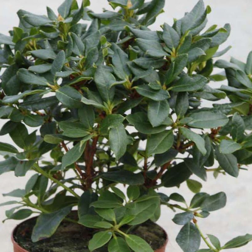 Rhododendron Baden-Baden (Fogliame)
