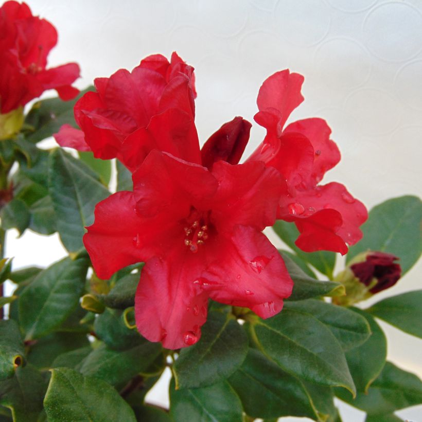 Rhododendron Baden-Baden (Fioritura)