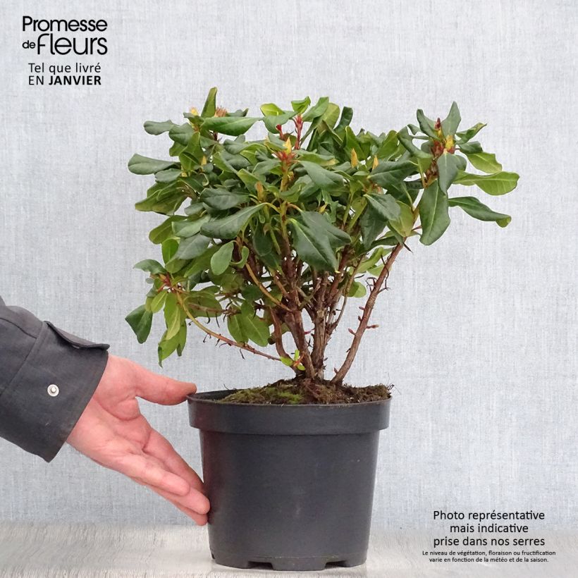 Rhododendron Baden-Baden Vaso da 2L/3L esemplare consegnato in inverno