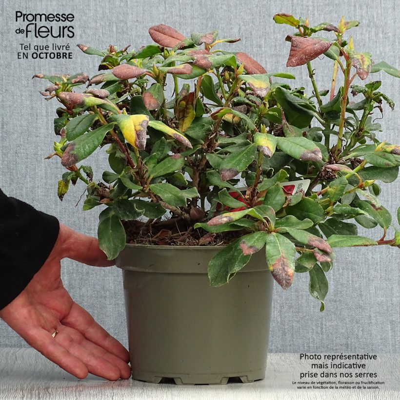 Esemplare di Rhododendron Baden-Baden Vaso da 2L/3L come consegnato in autunno