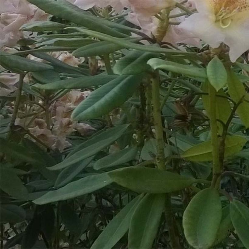 Rhododendron yakushimanum Bernstein (Fogliame)