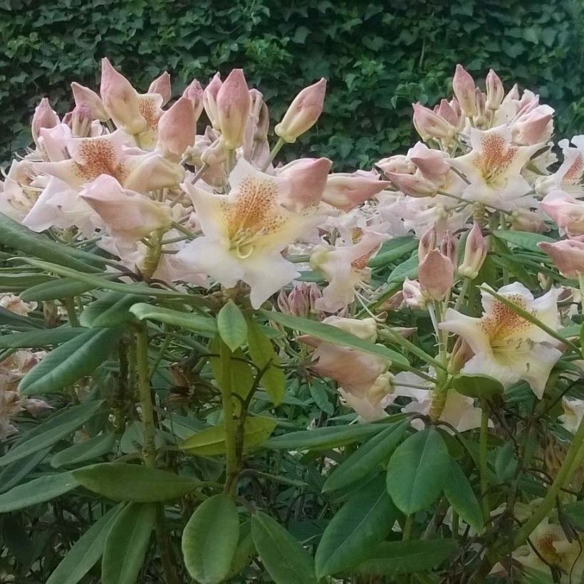 Rhododendron yakushimanum Bernstein (Fioritura)