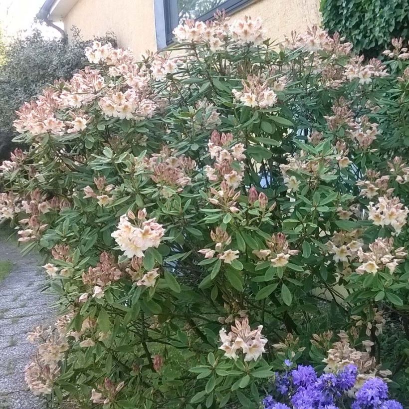 Rhododendron yakushimanum Bernstein (Porto)