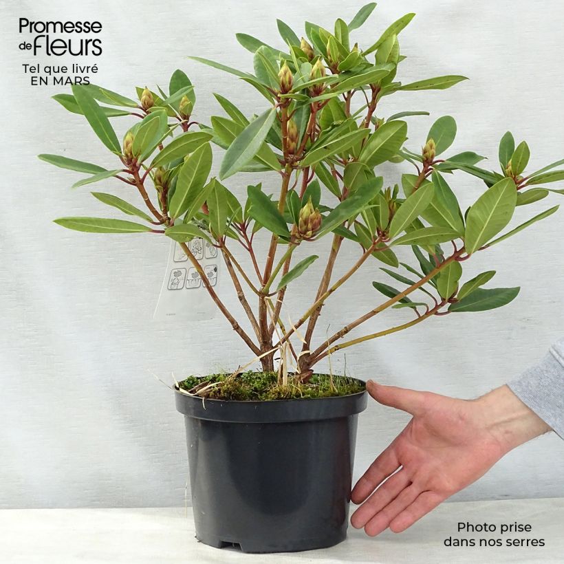 Rhododendron yakushimanum Bernstein Vaso da 4L/5L esemplare consegnato in primavera