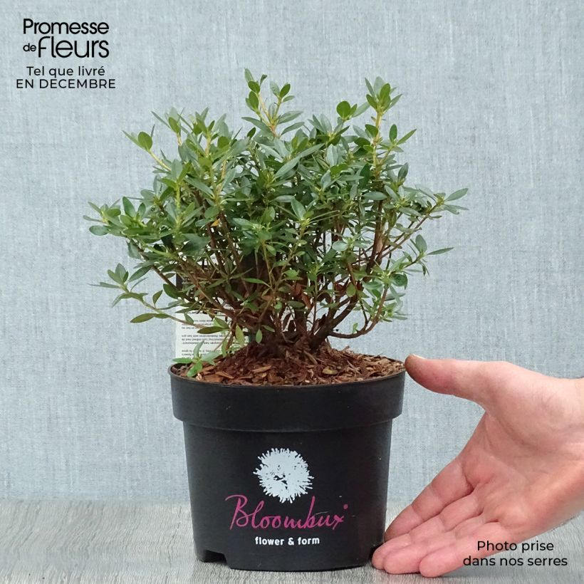 Rhododendron INKARHO Bloombux Vaso da 2L/3L esemplare consegnato in inverno