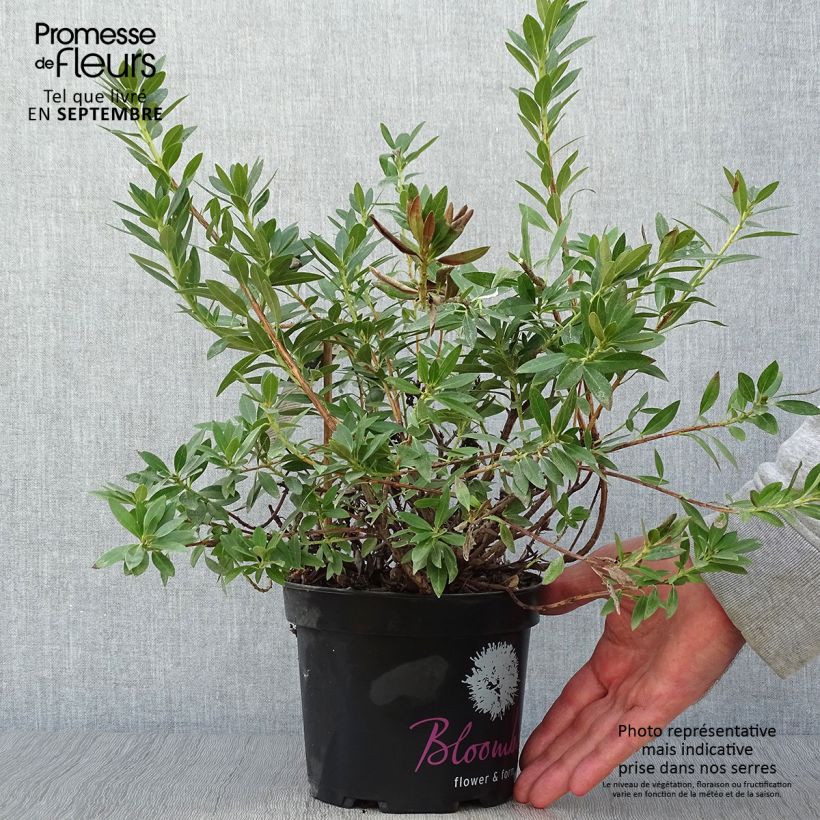Esemplare di Rhododendron INKARHO Bloombux Vaso da 2L/3L come consegnato in autunno