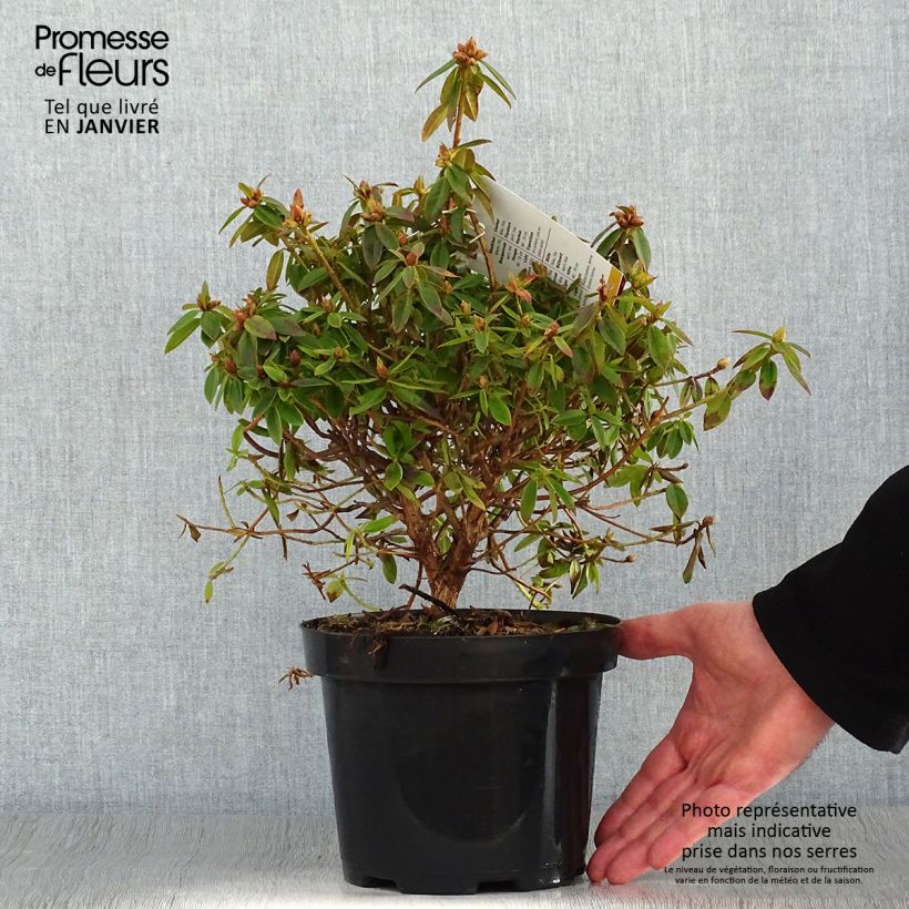 Rhododendron Blue Tit Vaso da 2L/3L esemplare consegnato in inverno