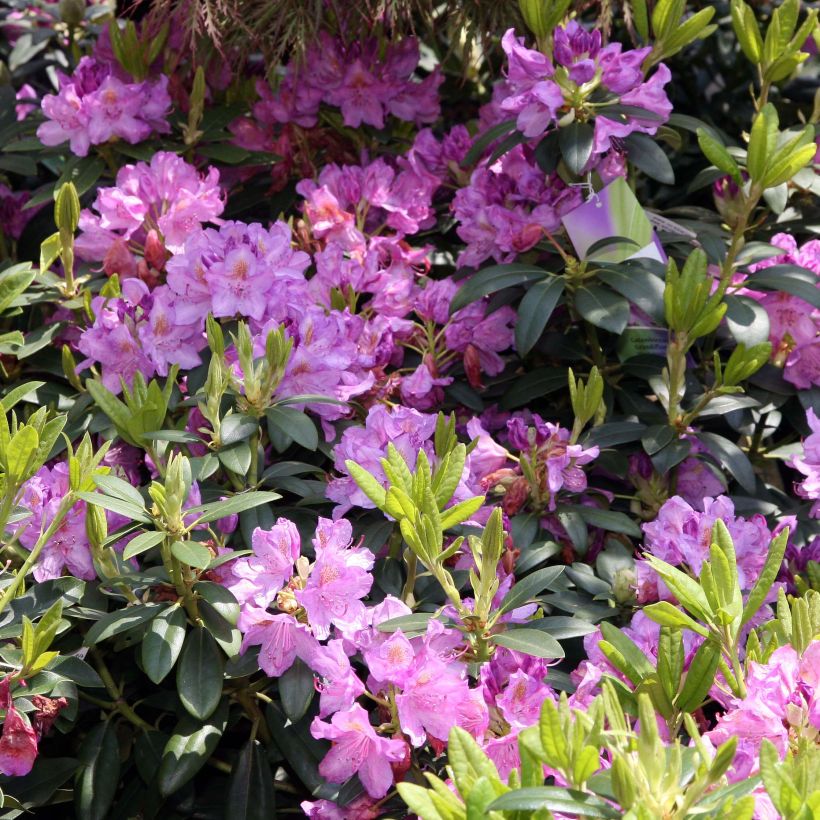 Rhododendron catawbiense Grandiflorum (Fioritura)