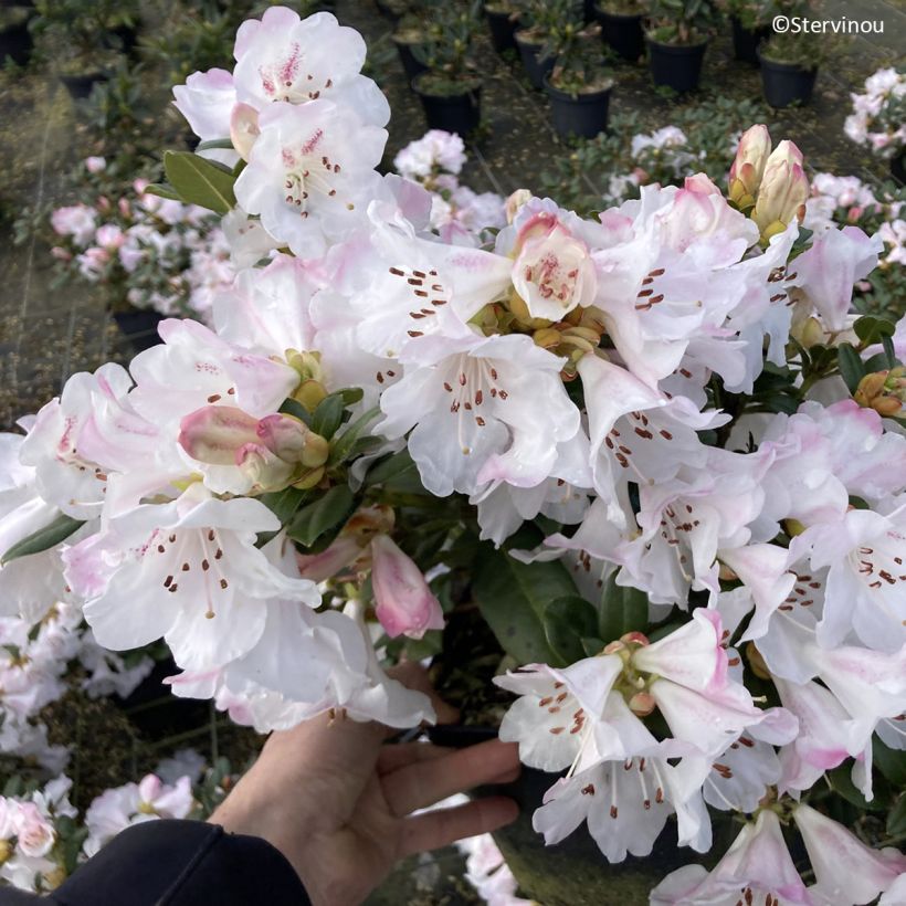 Rhododendron Cilpinense  (Fioritura)