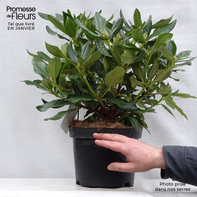 Rhododendron Cunningham's White Vaso da 4L/5L esemplare consegnato in inverno