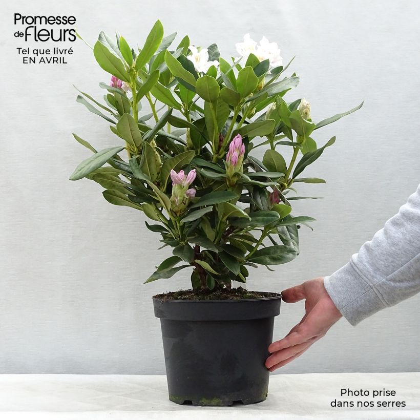 Rhododendron Cunningham's White Vaso da 4L/5L esemplare consegnato in primavera