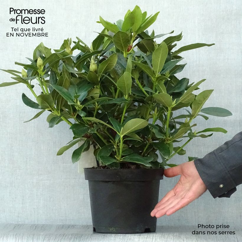 Esemplare di Rhododendron Cunningham's White Vaso da 4L/5L come consegnato in autunno