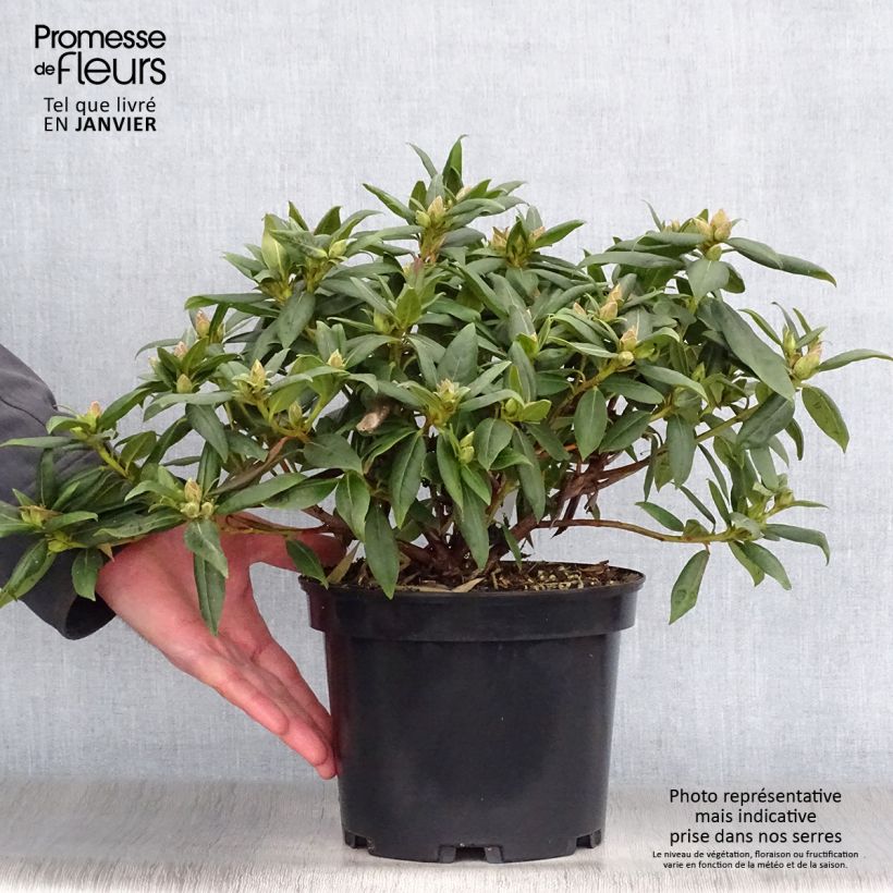 Rhododendron Dora Amateis Vaso da 3L/4L esemplare consegnato in inverno