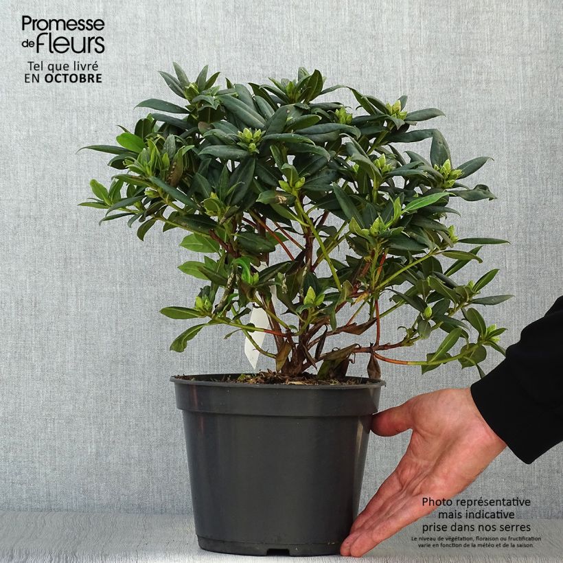 Esemplare di Rhododendron Dora Amateis Vaso da 3L/4L come consegnato in autunno