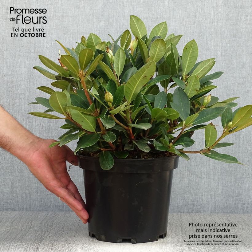 Esemplare di Rhododendron yakushimanum Dream Land Vaso da 3L/4L come consegnato in autunno