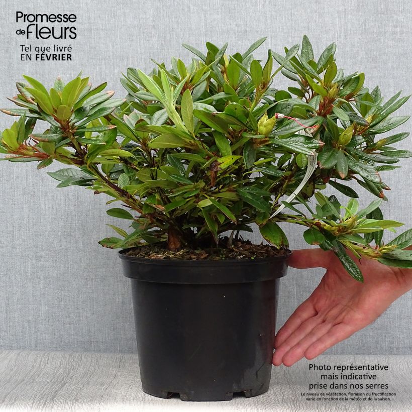 Esemplare di Rhododendron Elisabeth Vaso da 4L/5L come consegnato in autunno