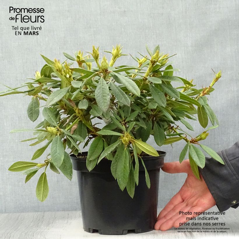 Rhododendron Elisabeth Vaso da 4L/5L esemplare consegnato in primavera