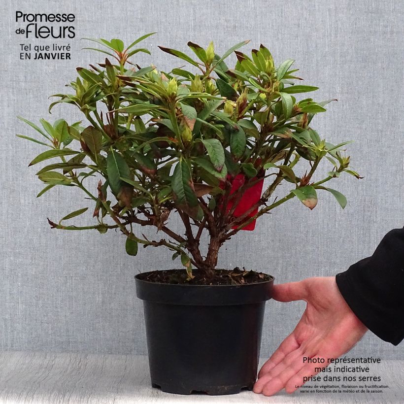Rhododendron Elizabeth Red Foliage Vaso da 2L/3L esemplare consegnato in inverno