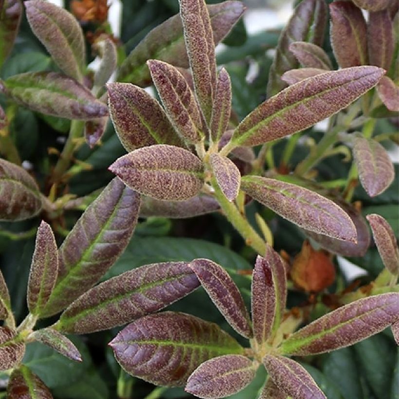 Rhododendron Elizabeth Red Foliage (Fogliame)