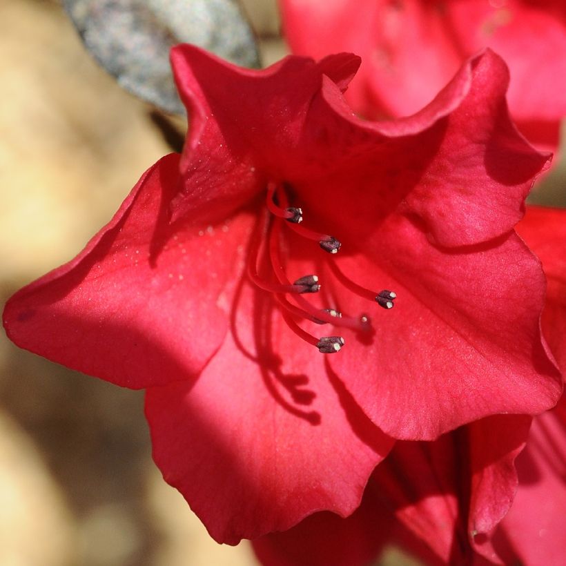 Rhododendron Elizabeth Red Foliage (Fioritura)