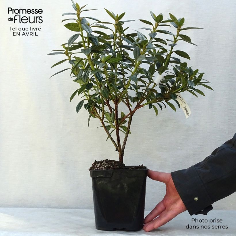 Rhododendron Fragrantissimum Vaso da 3L/4L esemplare consegnato in primavera