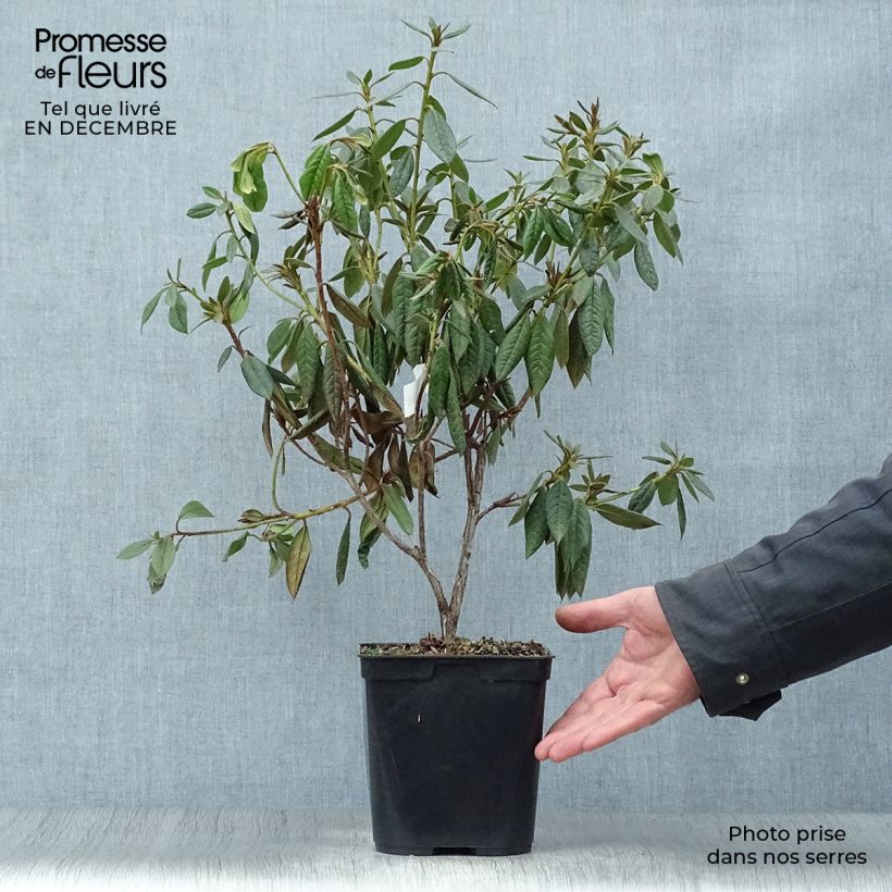 Rhododendron Fragrantissimum Vaso da 3L/4L esemplare consegnato in inverno