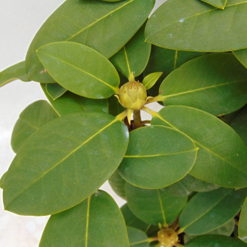 Rhododendron Germania (Fogliame)